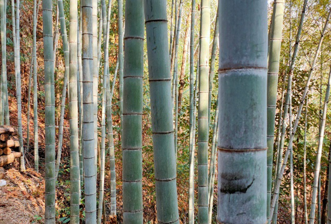 Ningguo Kuntai bamboe en hout Co., Ltd.