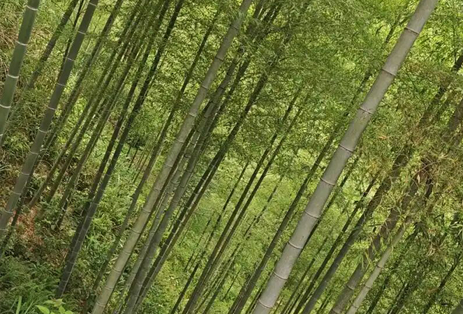 Ningguo Kuntai bamboe en hout Co., Ltd.